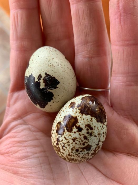 Bedana yirik zoti Belliy gigant Texas urugʻlangan tuxumlari