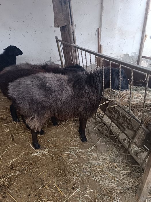 Баран Барра чотилади