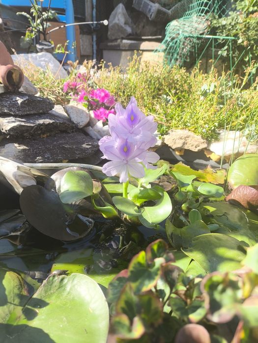 Эйхорния водный гиацинт