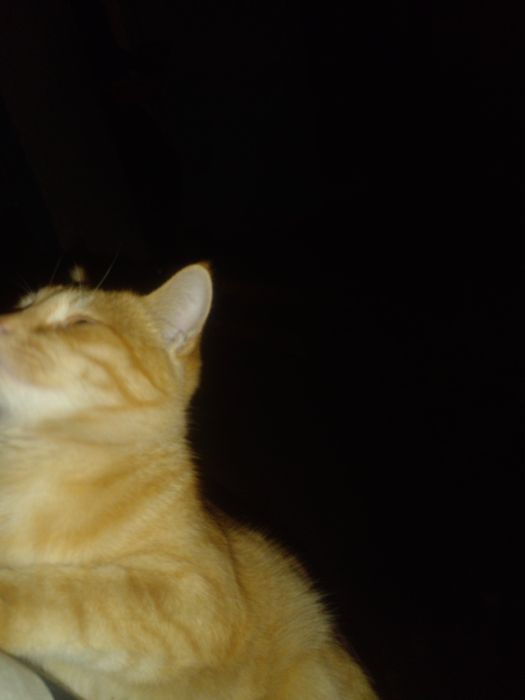 Mushuk sotiladi 100$ dollirga kelishilgan  narxta uy mushugi