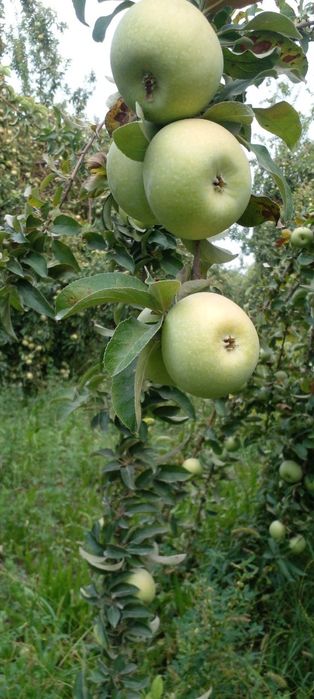 Olmalar sotiladi koʻp miqdorda