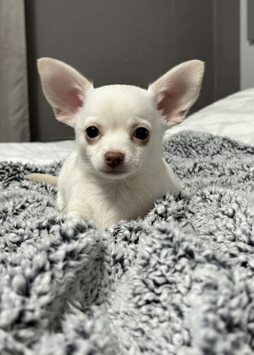 Прекрасно  Мъжко  Чихуахуа