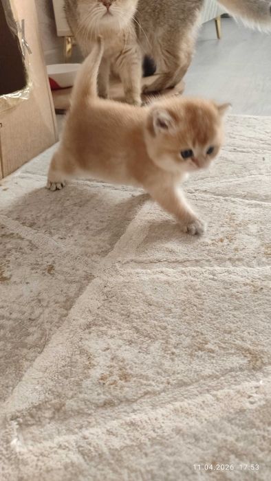 Готовится к продаже котята Золотые Шиншиллы