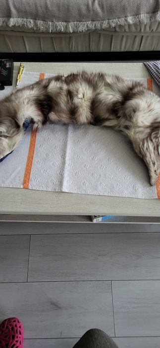 Caciula si guler de blana vulpe argintie