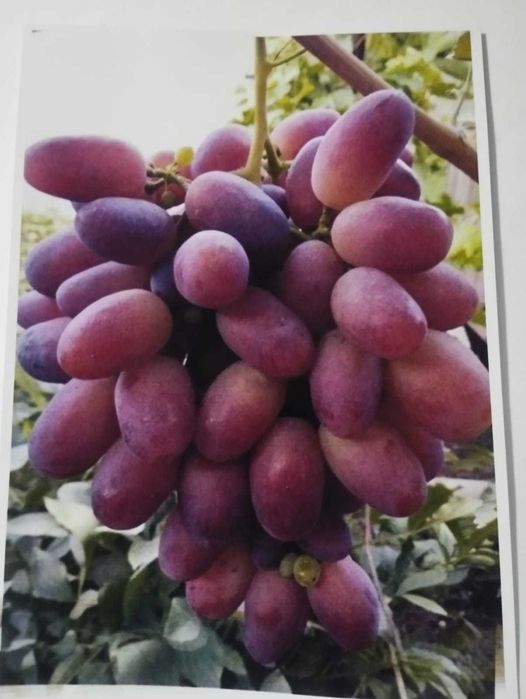 Саженцы Винограда Распродажа.