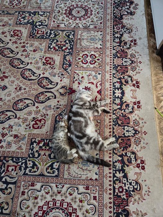 Котик, мраморный британец, 15000