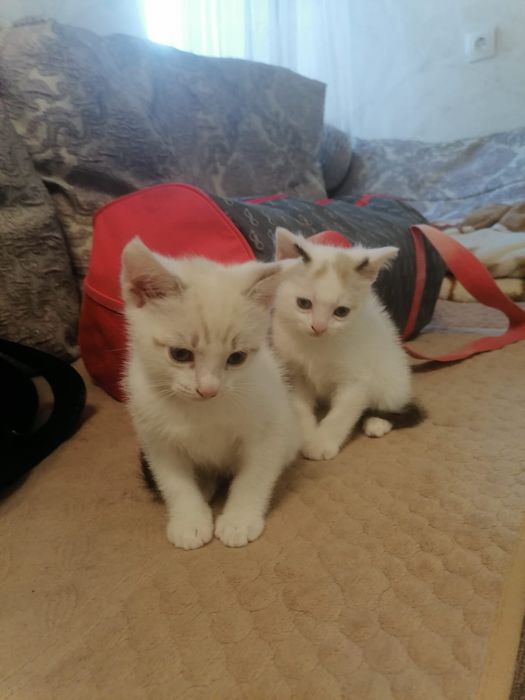 Отдам игривых  котят