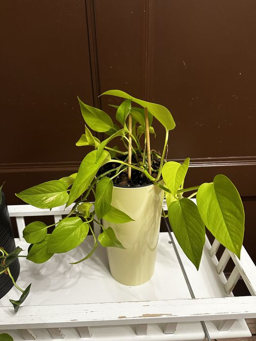 Эпипремнум неон в горшке