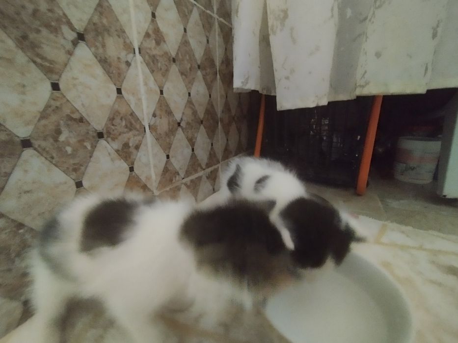 Продаются кошки мысык сатылады