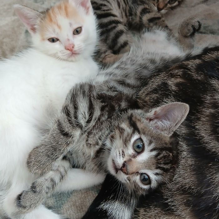 Отдам котят  две девочки