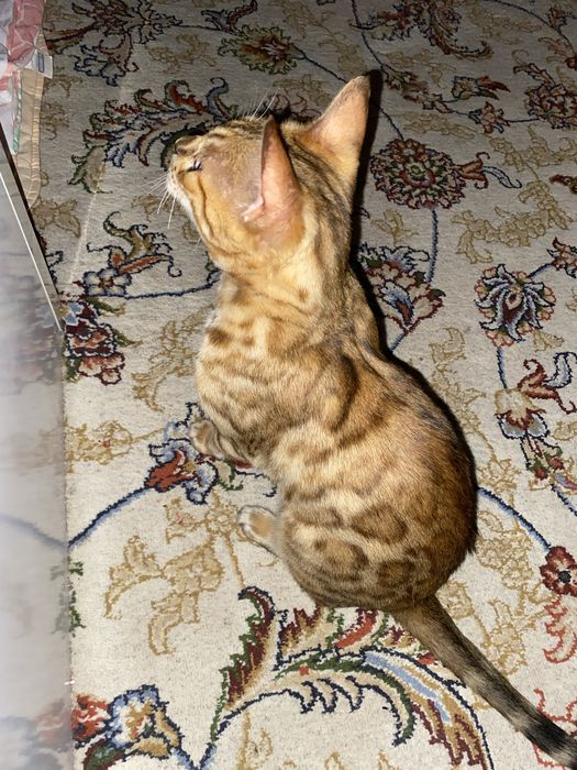 Bengal Leopard ayol
