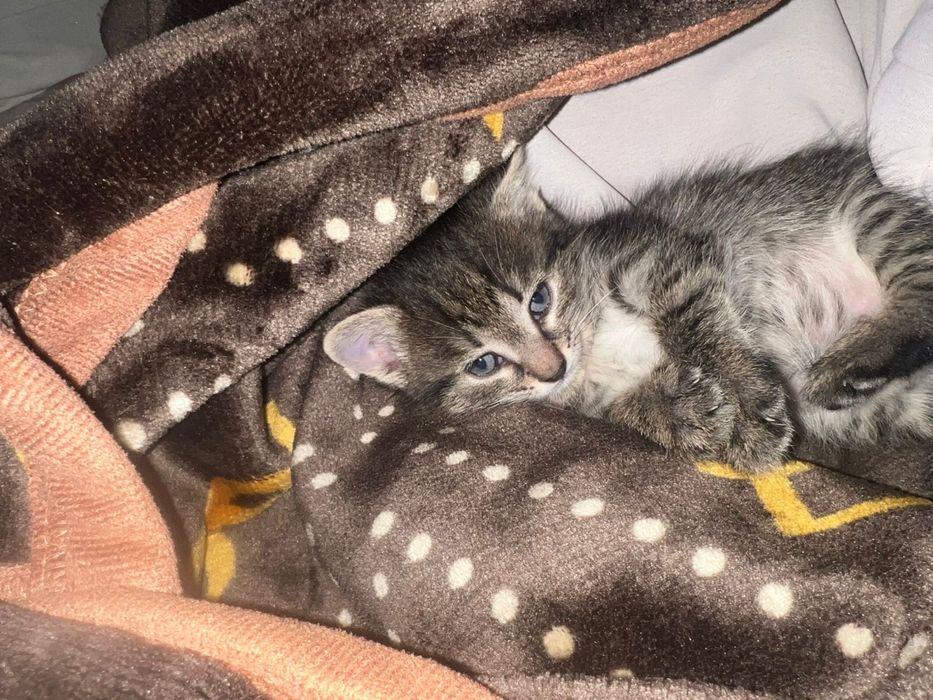Отдам котят в хорошие руки