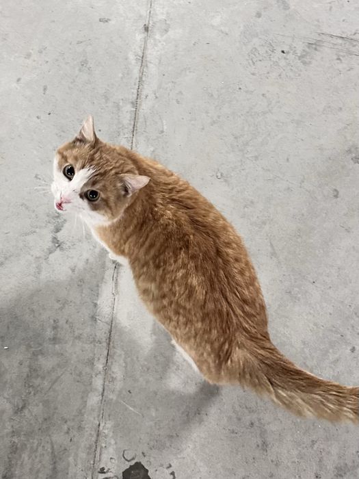 Котик ищет любящий дом
