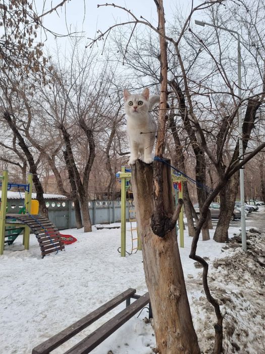 Кот ждет невесту