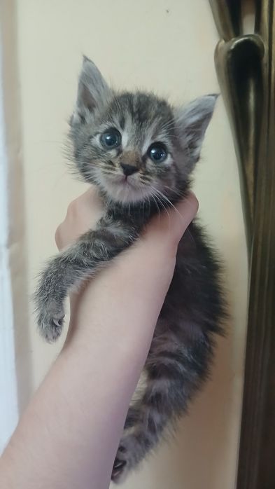 Отдаём котят бесплатно в хорошие руки