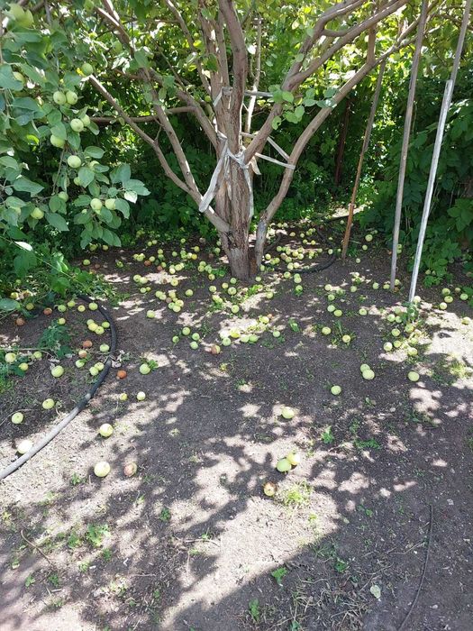 Продаётся дача, Федоровка