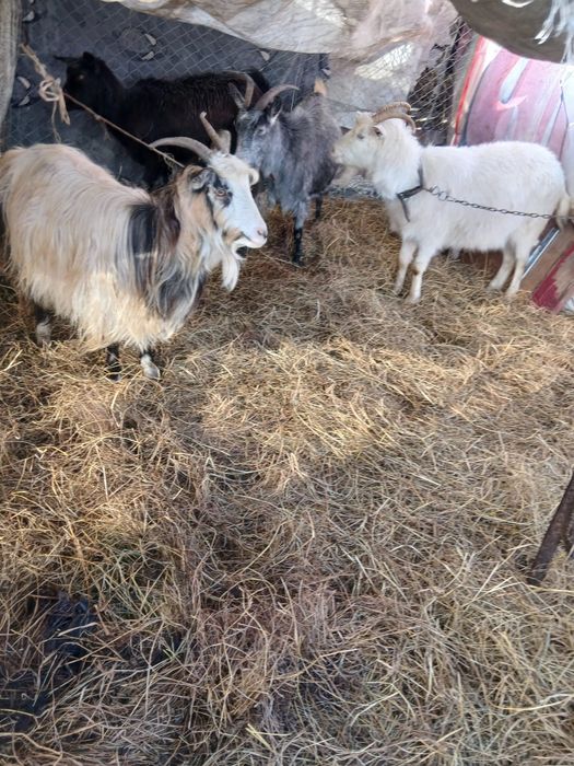 De Vânzare 4 capre una cu ied și 3 gestante