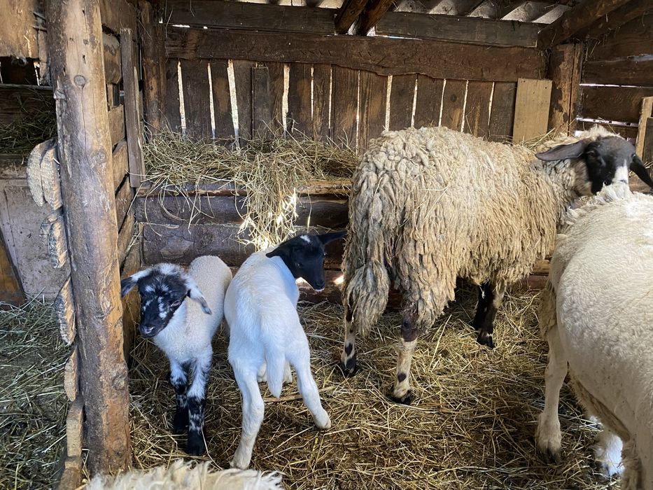 Vand oaie carabasa  cu mieluta