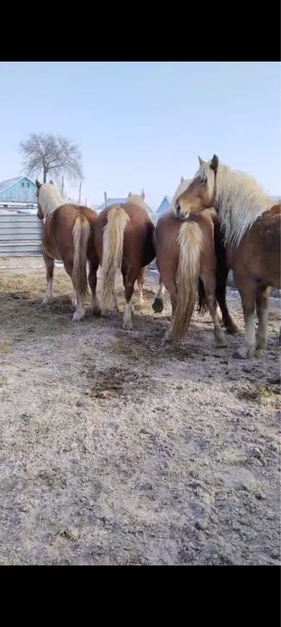 Продам кобылок тяжи