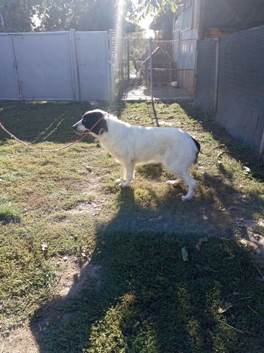 Ciobănesc de Bucovina