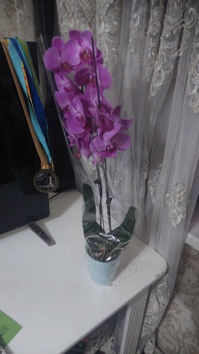 «Королевская Орхидея Аметист"