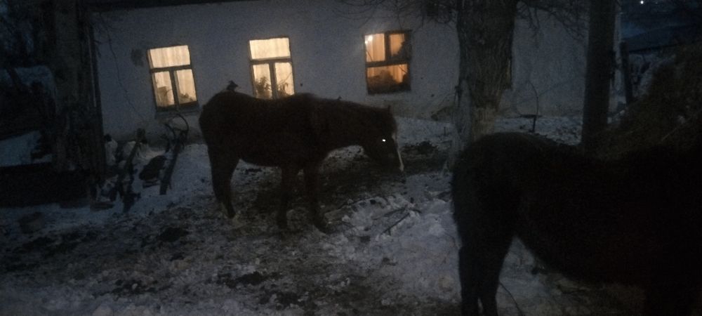 Продам лошадей кобыл