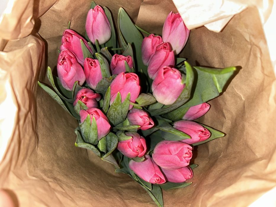 Свежыйе тюльпан цена