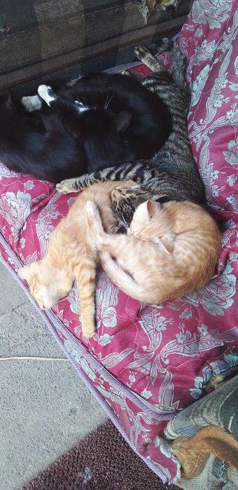 Котята малкнькие