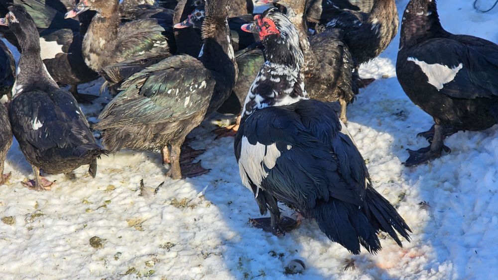 Rate si Ratoi lesesti