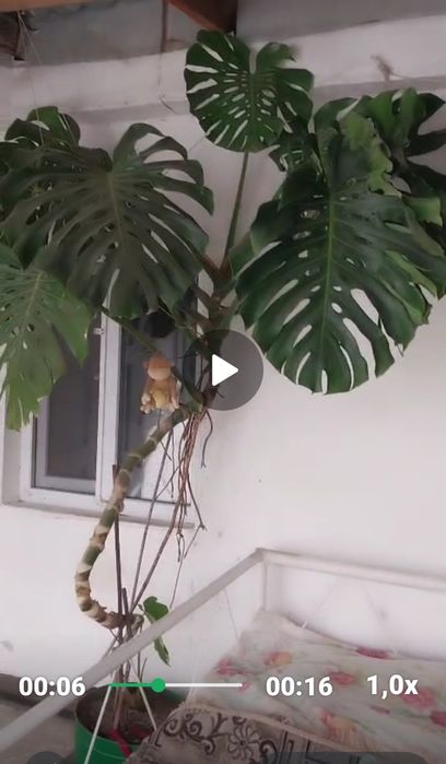 Монстера большая,