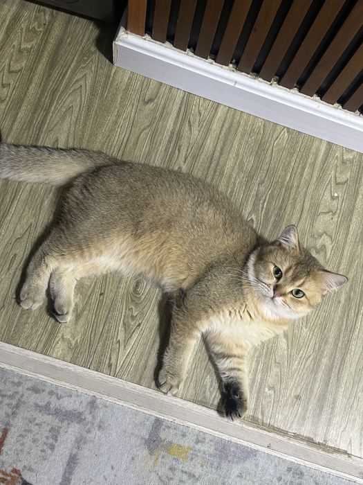 Вязка золотая шиншила