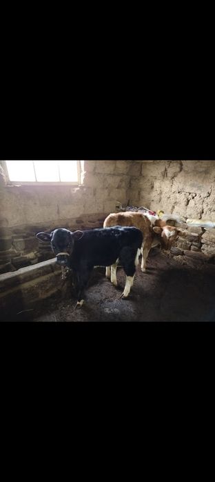 Коровы с теленками