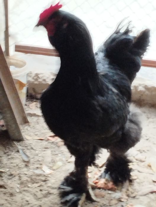 Продаётся домашние петухи