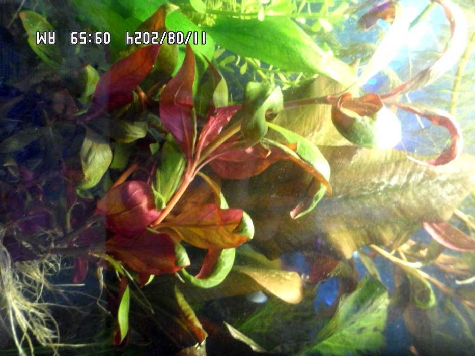 аквариумные растения