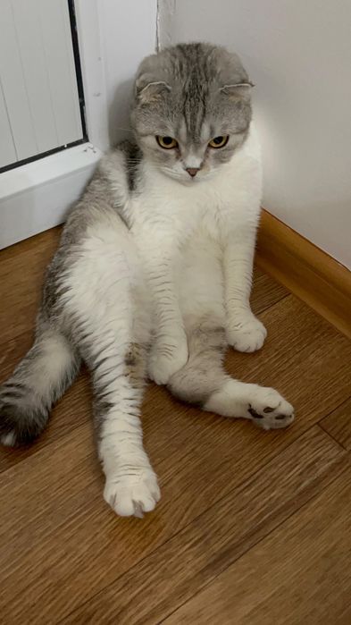 Бесплатно, шотландский вислоухий