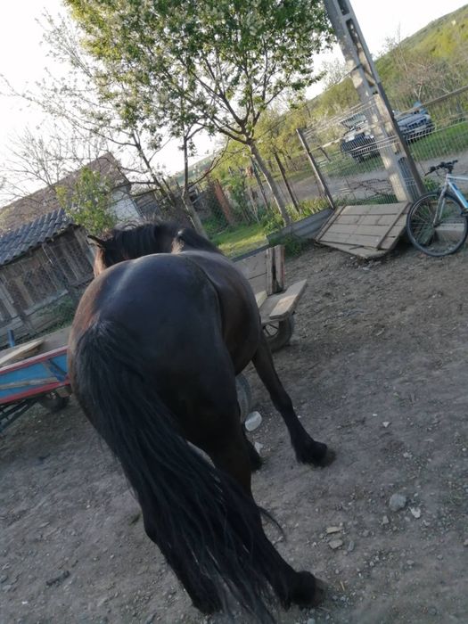 Vand iapa de 5 ani