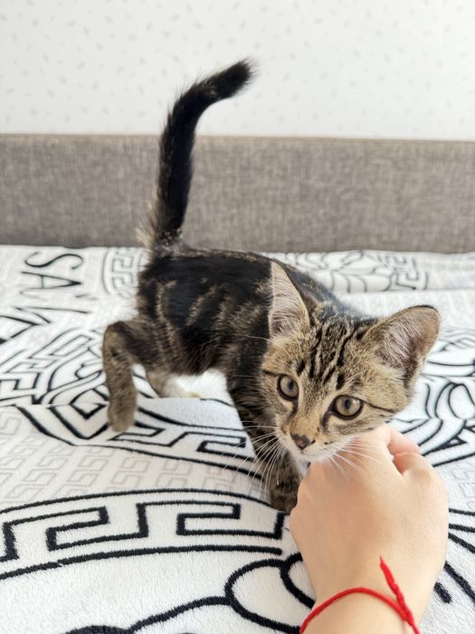 Отдам котенка в добрые любящие руки