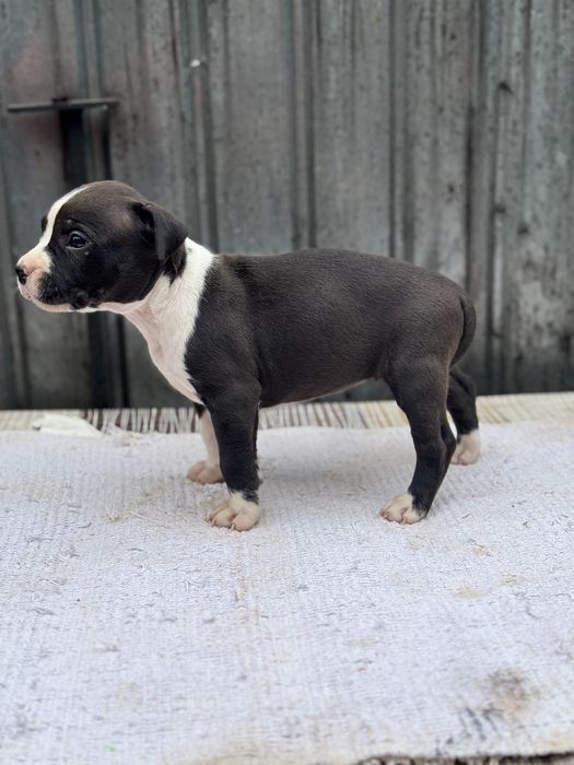 Femela amstaff rasa pura !