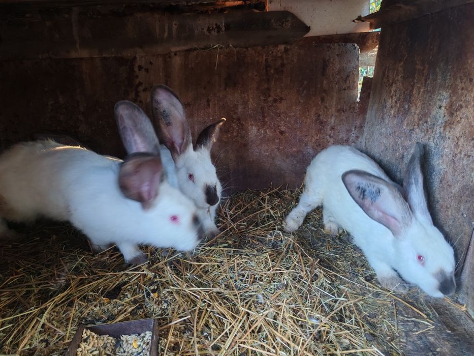 Uriaș de Transilvania