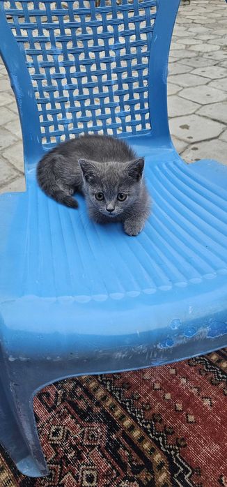 Кошка британская