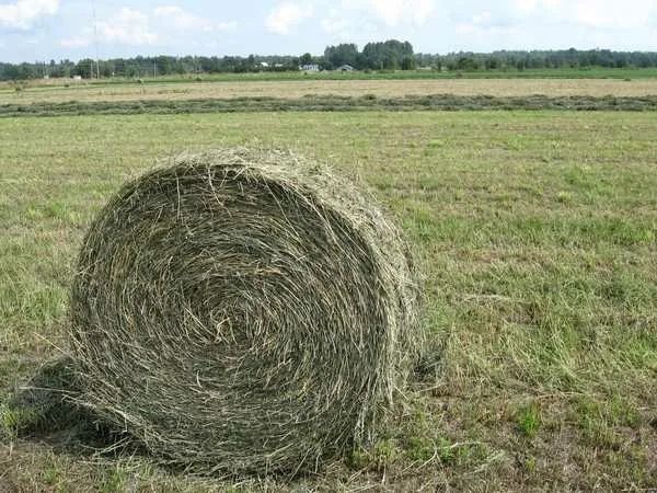 Продам сено в рулонах