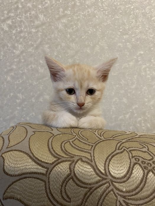 Котенок ищет добрых хозяев