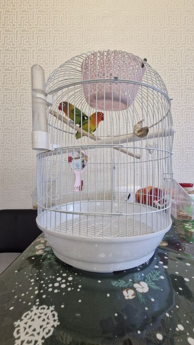 Продам попугаев неразлучники