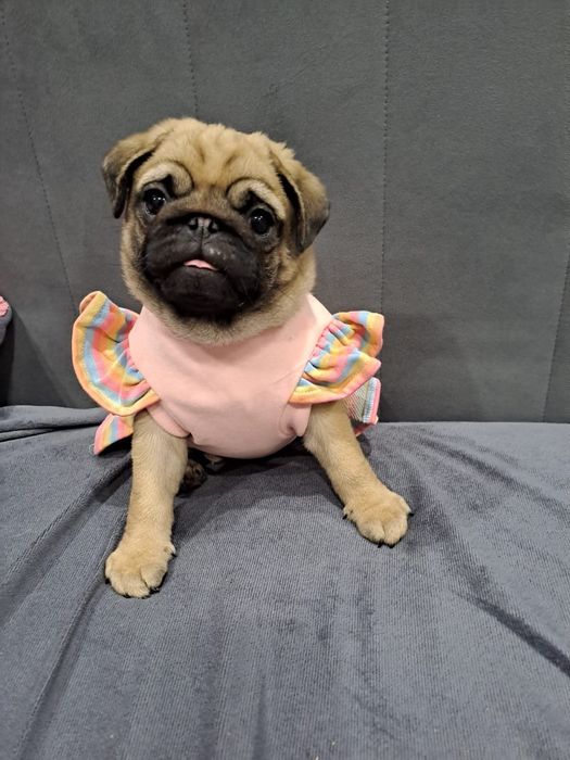 Очаровательная девочка мопсик.