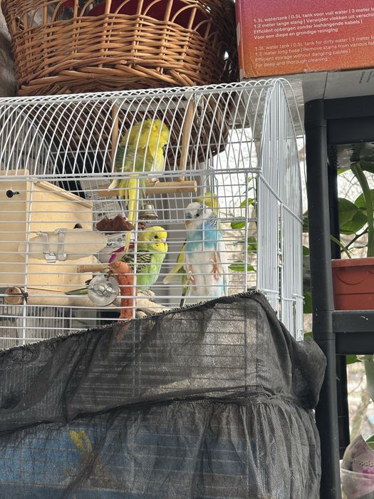 Pui de papagal perusi de vănzare 2025