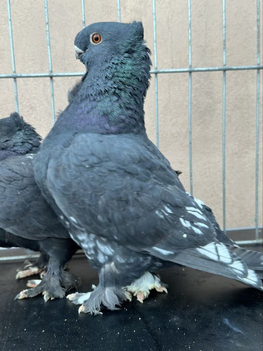 Vand Blondineti de ornament porumbei