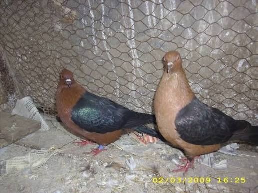 Vand porumbei Brozati, Blondineti si Satineti