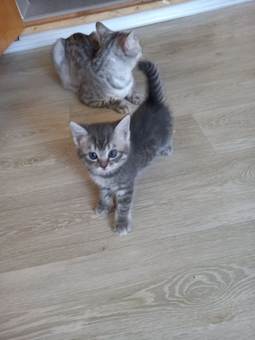 Котята британские