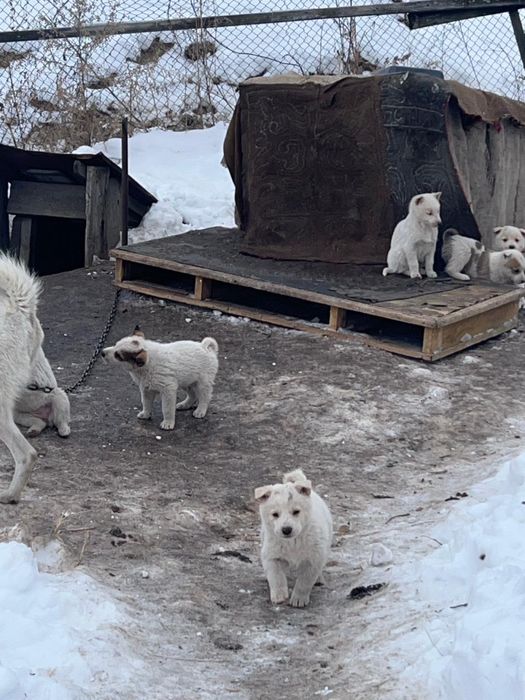 Продам щенят лайки