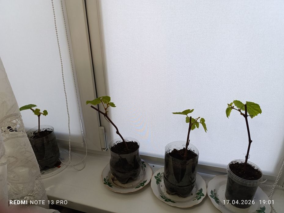 Саженцы винограда